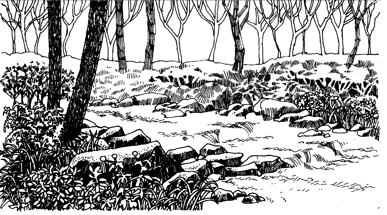 Wooded Stream
