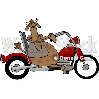 Male Cow Driving A Motorcycle Clipart   Dennis Cox  4534