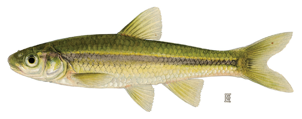 Minnow Clipart Gallery For Minnow Clipart