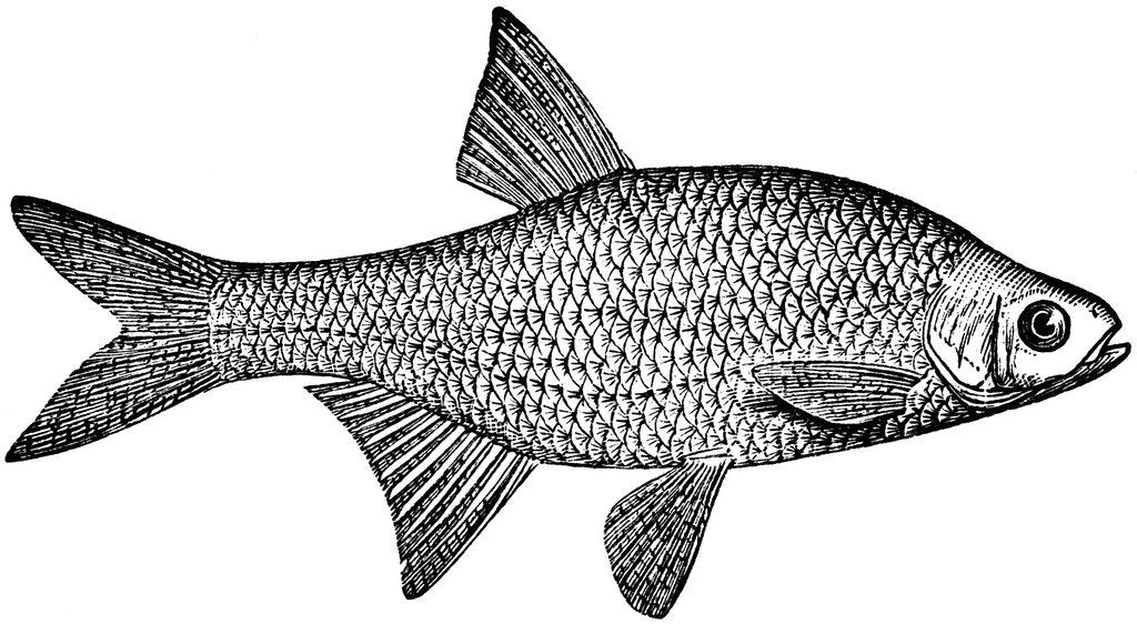 Minnow Clipart Of Carps And Minnows