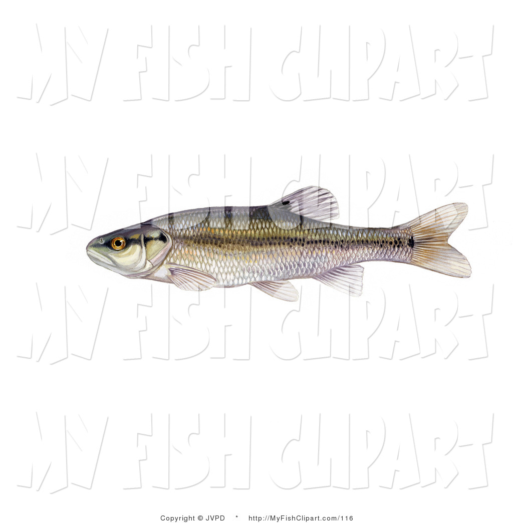 Minnow Fish Semotilus Atromaculatus Swimming Left Fish Clip Art Jvpd