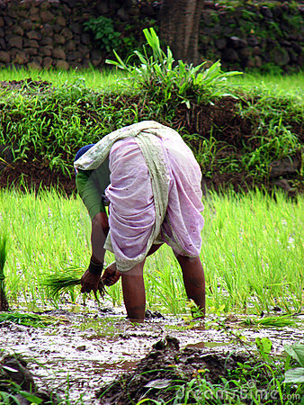 Lady Farmer Working In The Paddy Fields Of India
