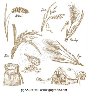 Illustration Wheat Rye Oats Barley F  Stock Clip Art Gg72306798