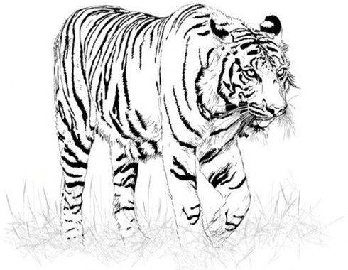 Black And White Tiger Vector   Free Vector Download   Graphics    