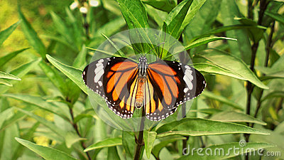 Oriental Striped Tiger Butterfly Fully Spread Wings  Danaus Genutia