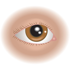 Sense Of Sight Clipart Human Eye Illustration