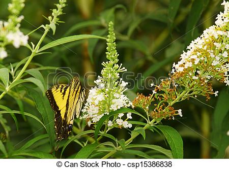 Un Oriental Tigre Swallowtail Mariposa Blanco Mariposa Arbusto