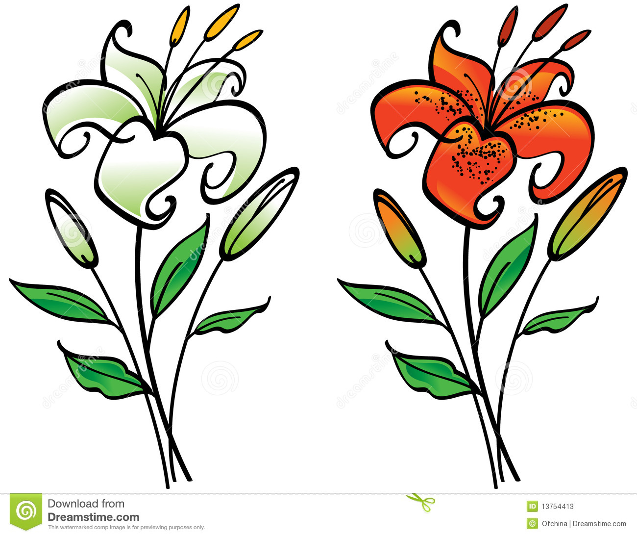 White And Tiger Lily Stock Photos   Image  13754413
