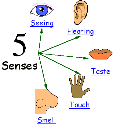 Bilingual Resources  Images And Pictures   Science Images   The Senses