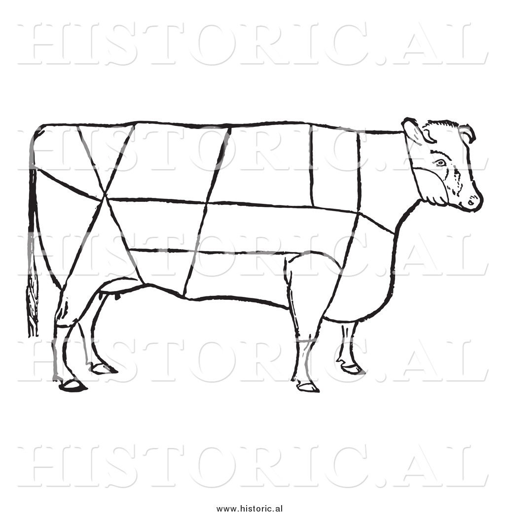 Clipart Of A Cow With Beef Cuts Outlined   Black And White Drawing By