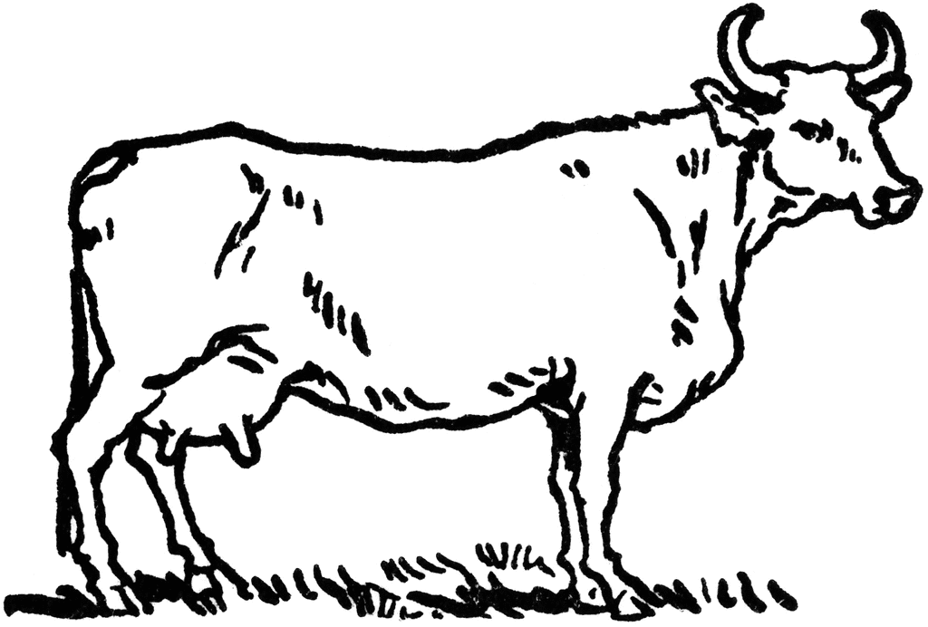 Female Cow With Horns   Clipart Etc