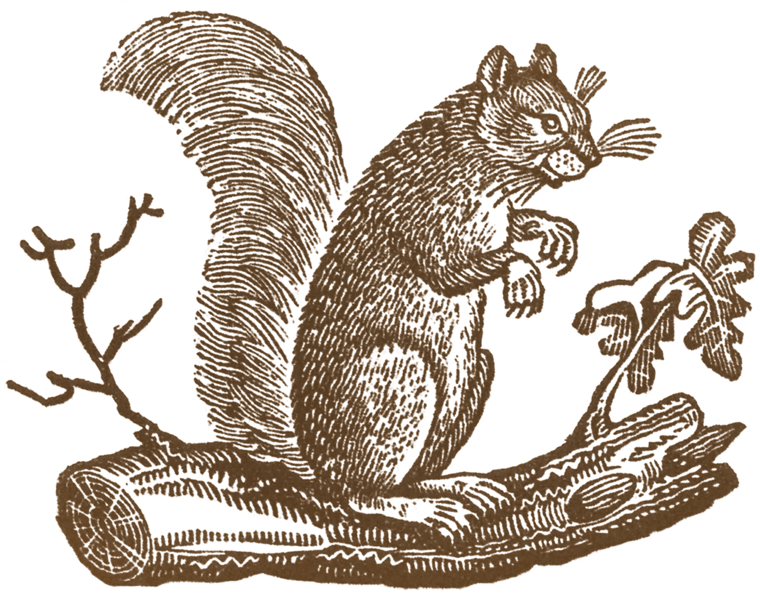 Free Fall Clip Art   Primitive Squirrels   The Graphics Fairy