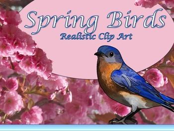 Free   Spring Birds Realistic Clip Art   They Look Great 