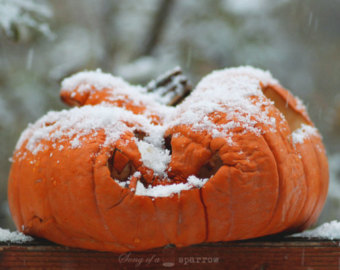 Pumpkins Orange White Snowy Winter Rustic Bohemian Holiday