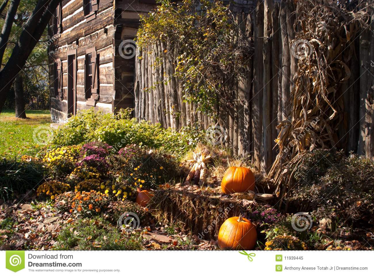 Rustic Fall Setting Of Old Log Cabin With Pumpkins Gourds Indian