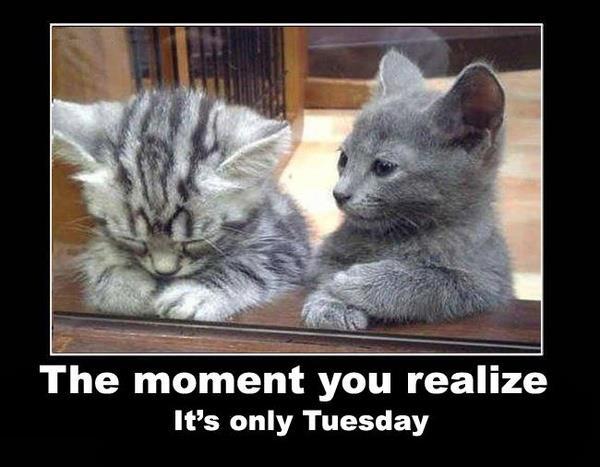 Ugh Only Tuesday    Funny Pictures