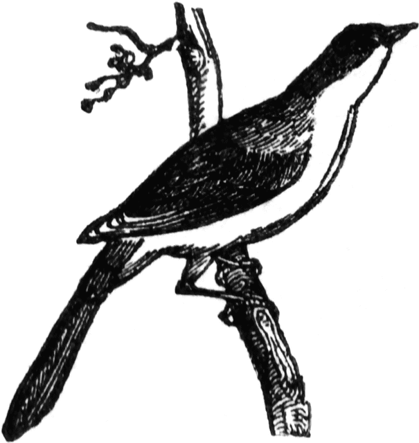 Mockingbird   Clipart Etc