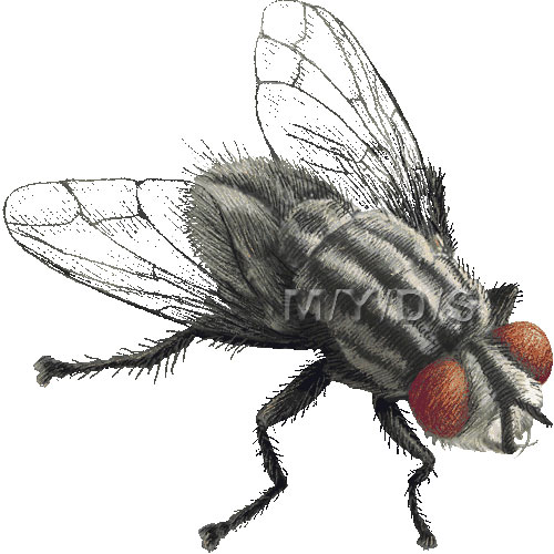 Flesh Fly Clipart Graphics  Free Clip Art