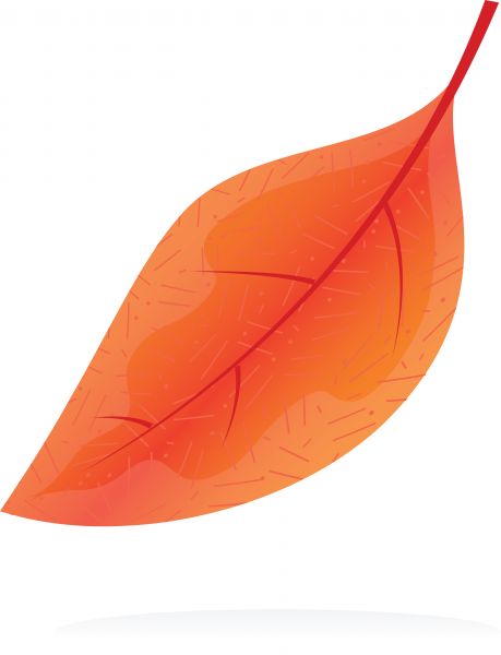 Orange Leaf   Clipart Best
