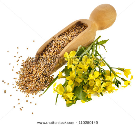 Mustard Seed Tree Seeds In The Wooden Clipart