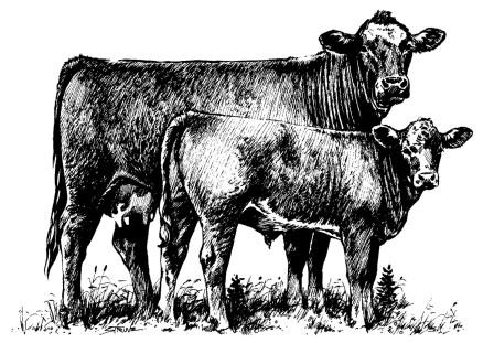 Heifer Cow Clipart Central Livestock South