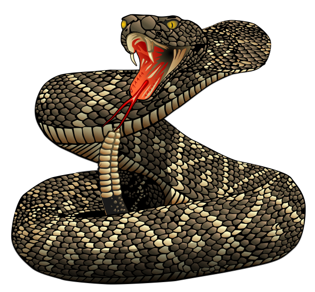 Clipartlord Com Exclusive Rattlesnakes Are A Group Of Venomous Snakes