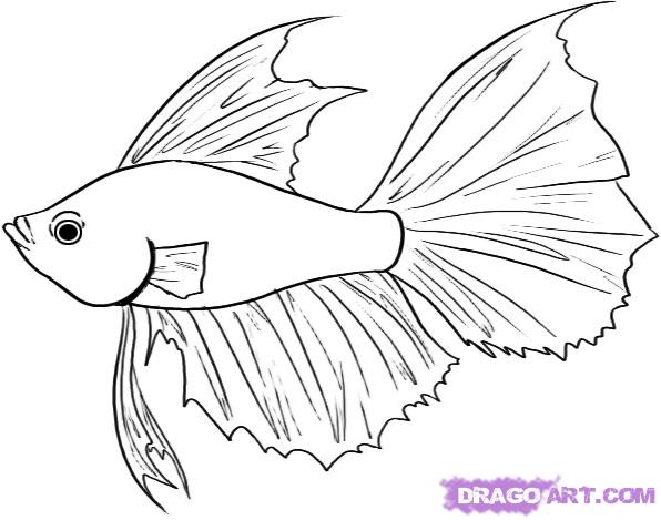 How To Draw A Betta Step By Step Fish Animals Free Online Drawing