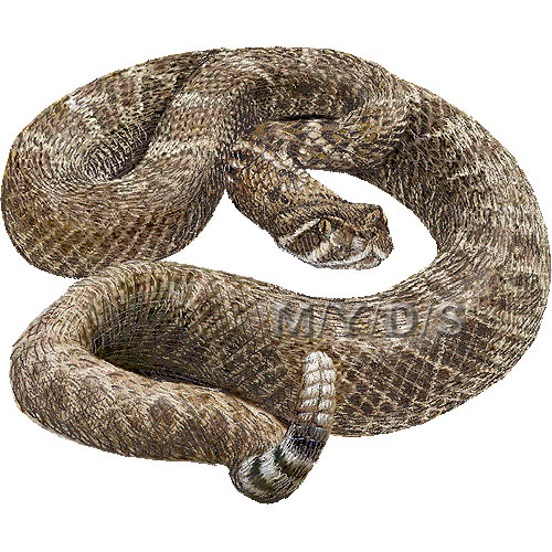 Rattlesnake Clipart Picture   Large
