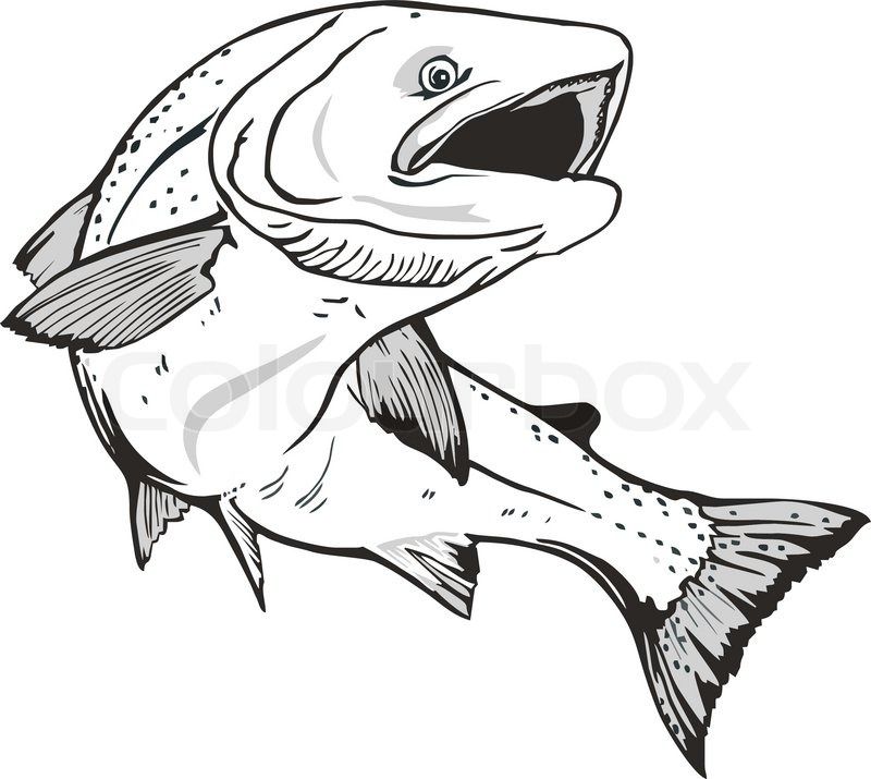 Stock Vector Of  King Salmon Fish  Hand Drawn