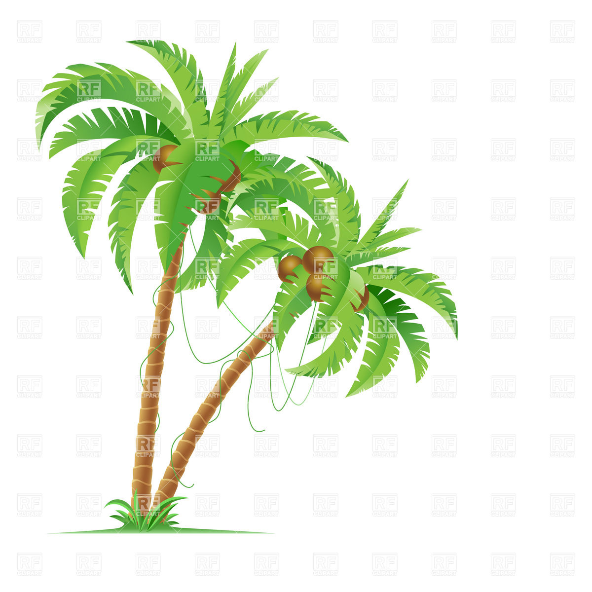 Two Palm Trees With Coconuts Download Royalty Free Vector Clipart