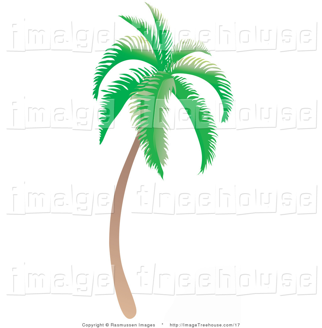Vector Clipart Of A Curved Tropical Palm Tree   Royalty Free