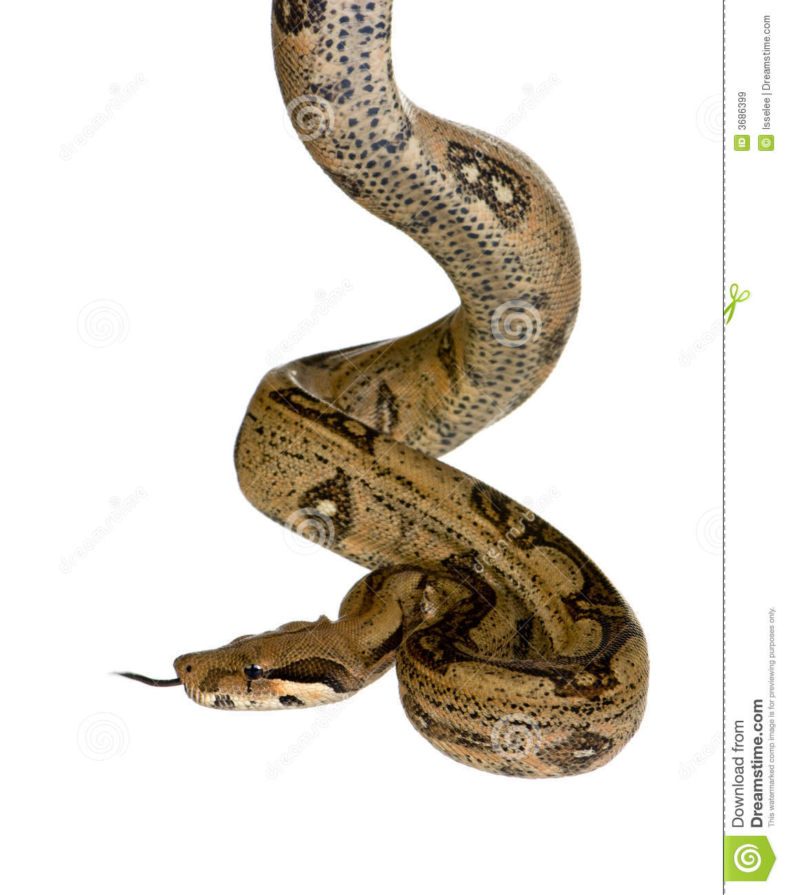 Boa Constrictor In Front Of A White Background