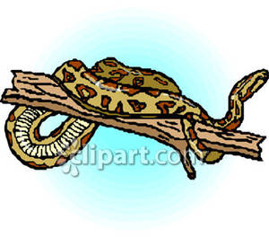 Boa Constrictor On A Branch   Royalty Free Clipart Picture