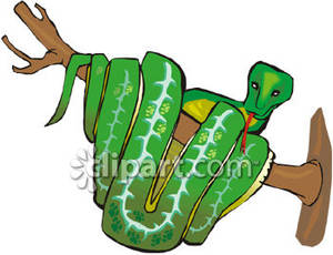 Boa Constrictor Wrapped Around A Branch   Royalty Free Clipart Picture