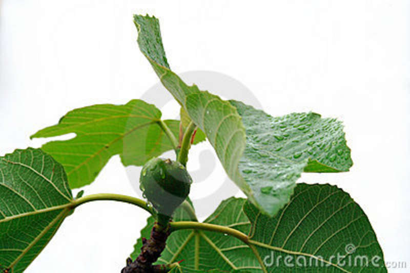Drops On The Fig Tree Stock Photos   Image  14009033