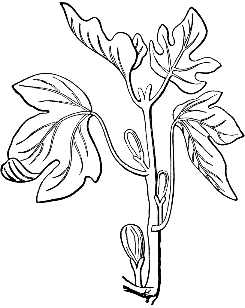 Fig Tree   Clipart Etc