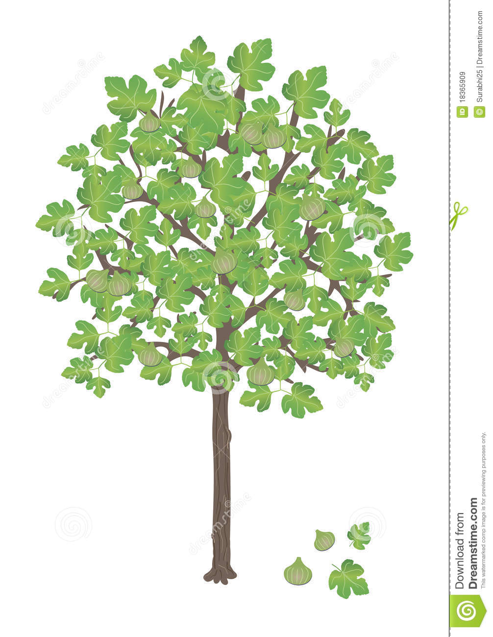 Fig Tree Clipart Fig Tree