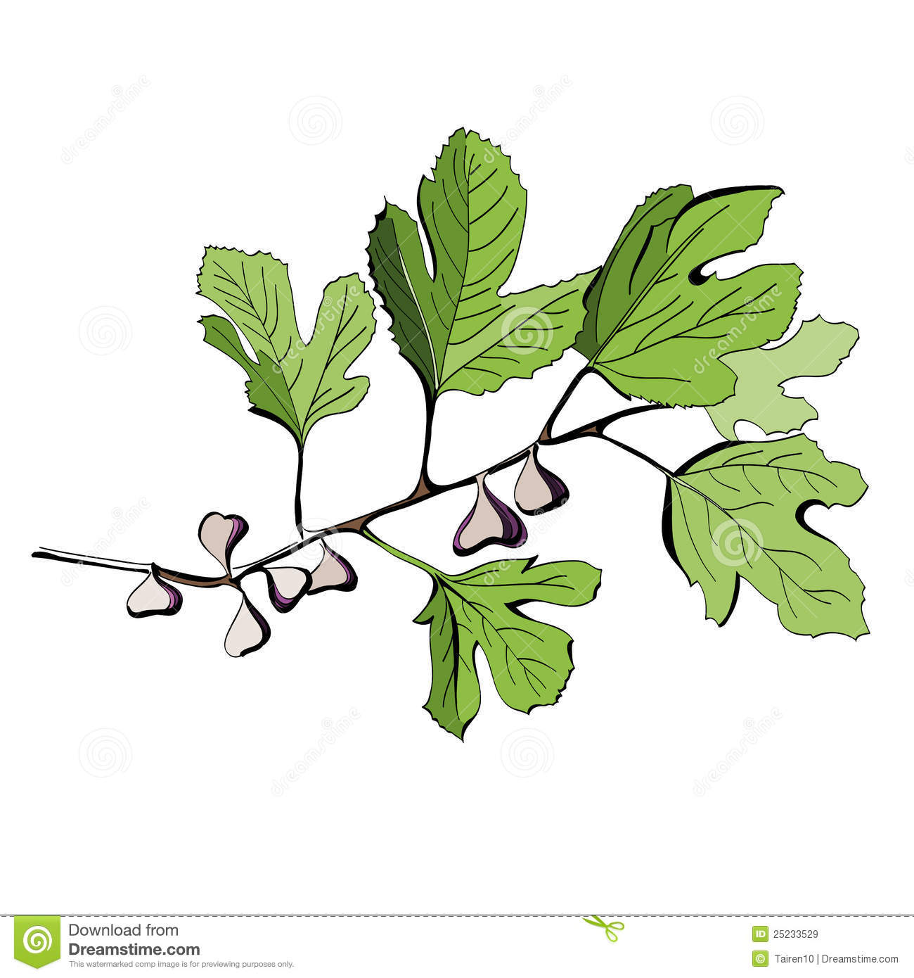 Stylized Colored Drawing Of A Branch Of Fig Tree Royalty Free Stock