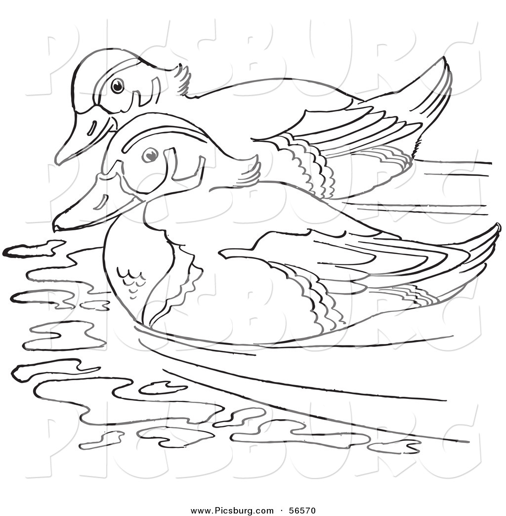 Wood Duck Couple Swimming In A Pond   Black And White Line Art