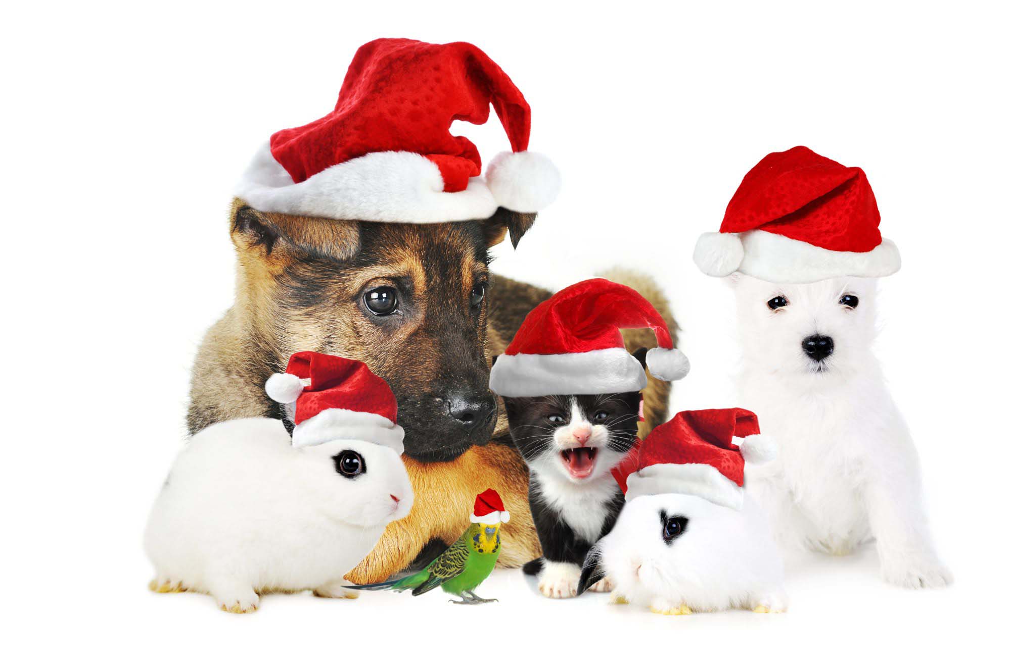 Cute Christmas Dog Wallpapers And Pictures