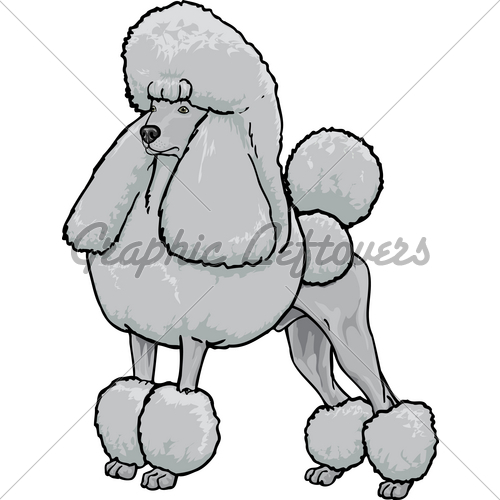 Silver Standard Poodle In The Continental Clip