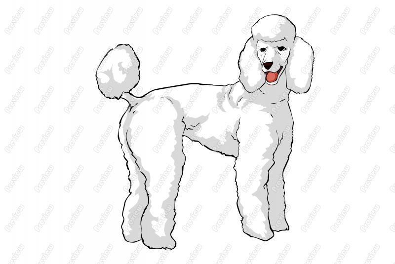 Standard Poodle Dog Character Clip Art   Royalty Free Clipart