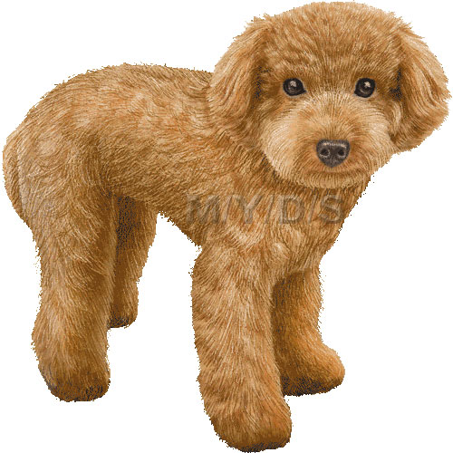 Toy Poodle Clipart Picture   Large