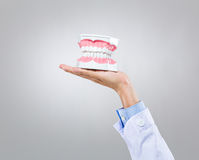 Dental Instrument Denture Stock Photos   Images