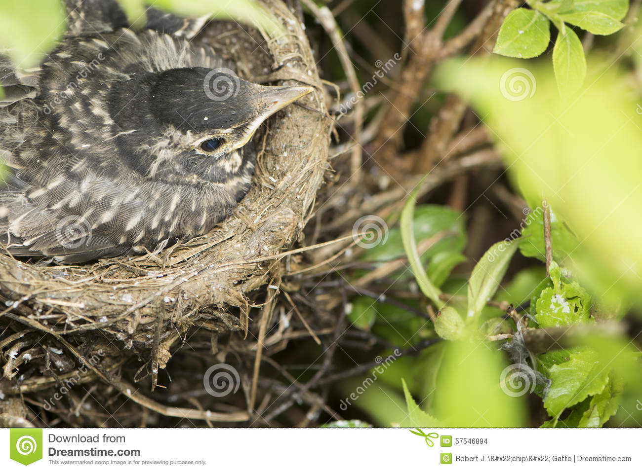 Mother Bird In Nest Sitting On Eggs 