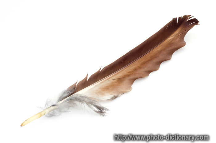Drawing Eagle Feather Clip Art Http   Pics4 This Pic Com Key Eagle