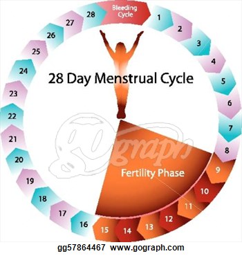 Menstrual Period Clipart Menstrual Cycle Fertility