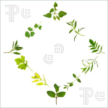 Herb Leaf Variety Photo Royalty Free Image At Featurepicscom Clipart