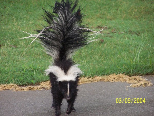 Angry Baby Skunk Footsuicide