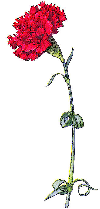 Carnation Clipart   5 Images